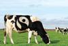 First Milk hikes milk price again after ‘robust’ talks