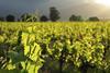 Vineyard