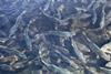 Salmon on a salmon farm - Getty