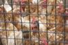 Caged hens in UK down from half a million to 20,000