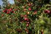 FSP_Loddington_Apples_Master_071