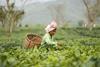 female tea picker