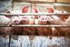 Happy pigs living on organic ecological farm in Denmark