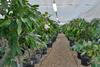 cocoa plants research greenhouse grow