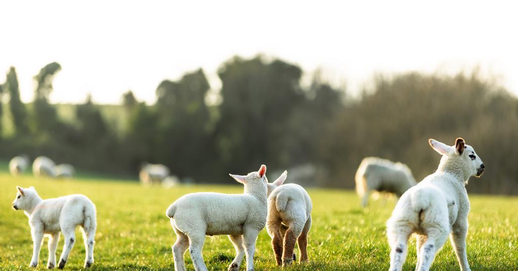 Lamb supply to be impacted as bluetongue continues to rage