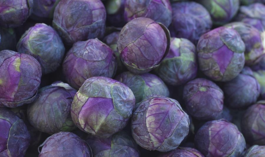 Pre-packed red Brusselberry sprouts set for Waitrose and Asda | News | Grocer