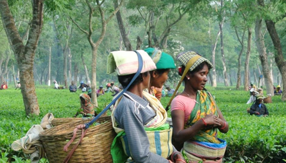 M&S to publish complete list of global tea and coffee suppliers News