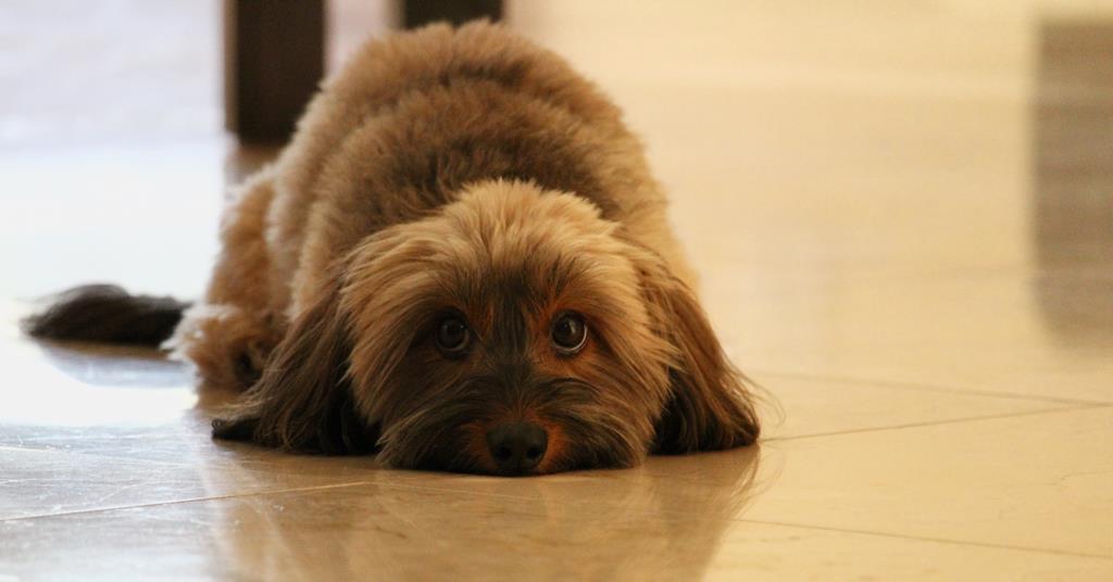 Petcare: Top Products 2020 - Vimarsana News