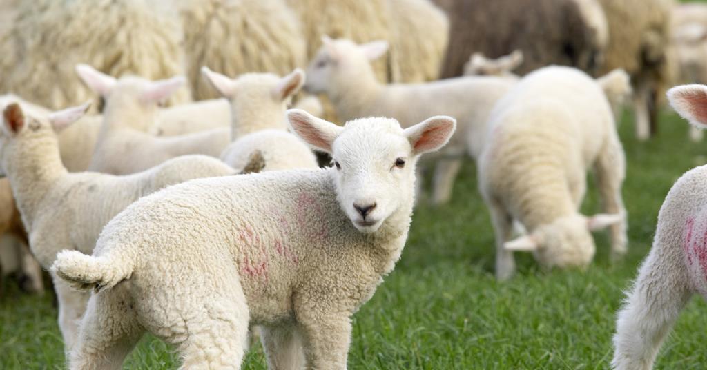 UK lamb production bounces back after ‘shocking’ 2018 | News | The Grocer
