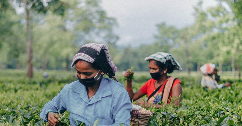 Morning cuppa threatened by climate crisis, report warns - Vimarsana News