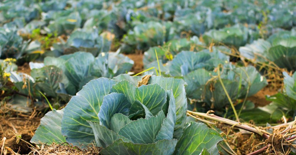 Coronavirus can bring lively debate to farming | Letters ...