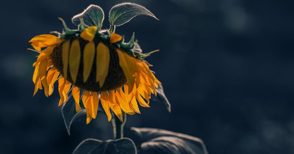 Can cooking oil weather the global shortage? Edible oils category