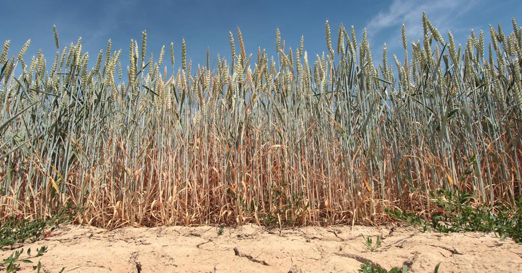 Cereal crops decimated by Europe’s heatwave | News | The Grocer