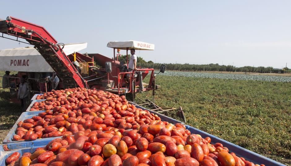 Tinned tomatoes suppliers reintroduce rationing on retailers