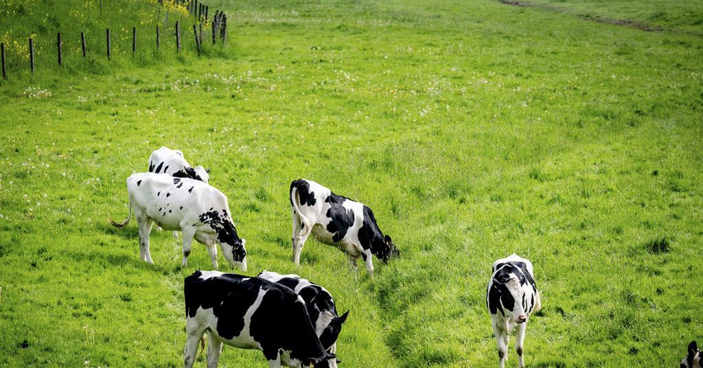 M&S uses AI to monitor dairy cow welfare in industry first