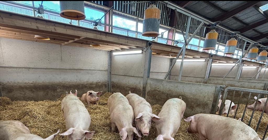 Tesco expands Sustainable Pig Group with Sofina joining