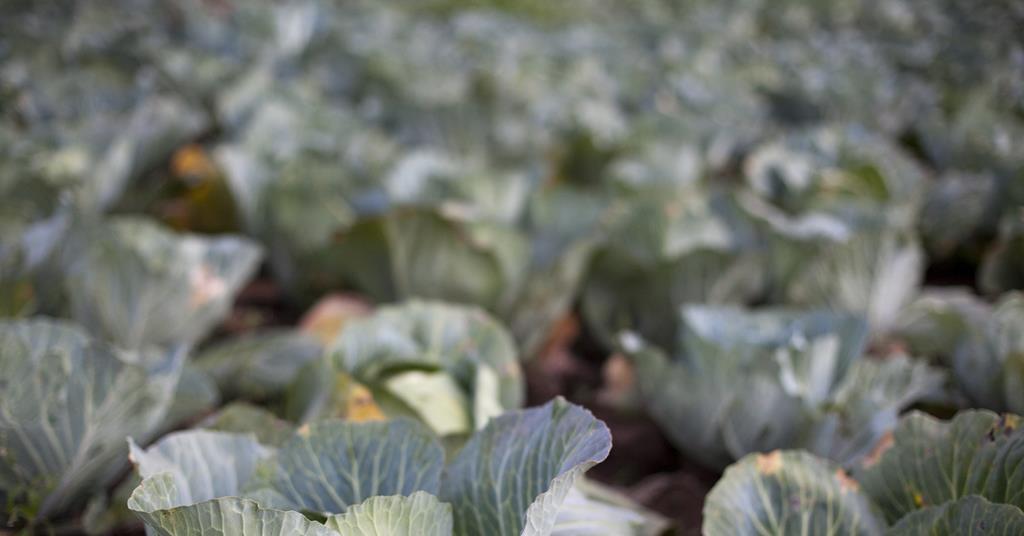 Growers in ‘crisis’ with shortages to come as drought continues