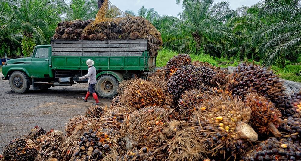 Nestlé hits deforestation-free supply chain ‘milestone’ Biology Diagrams