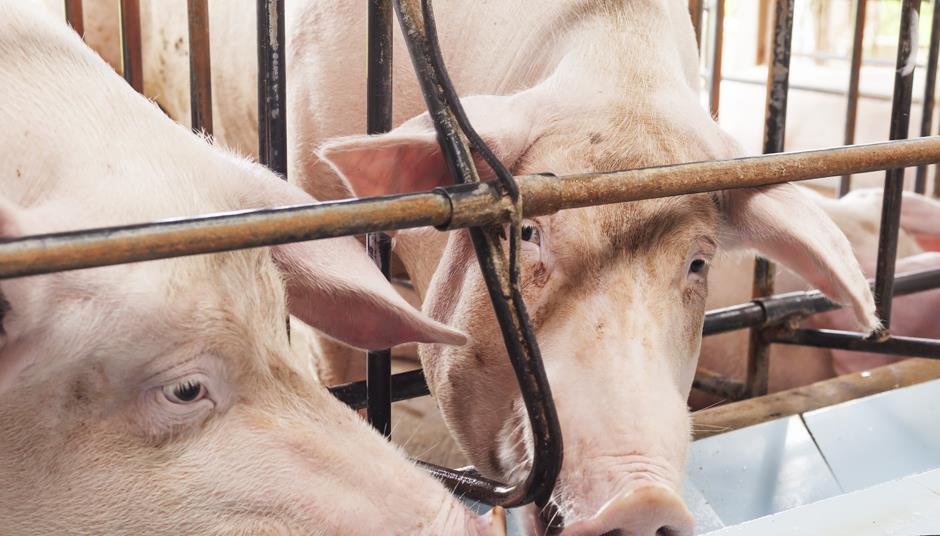 Meat industry steps up efforts to control 'antibiotic apocalypse