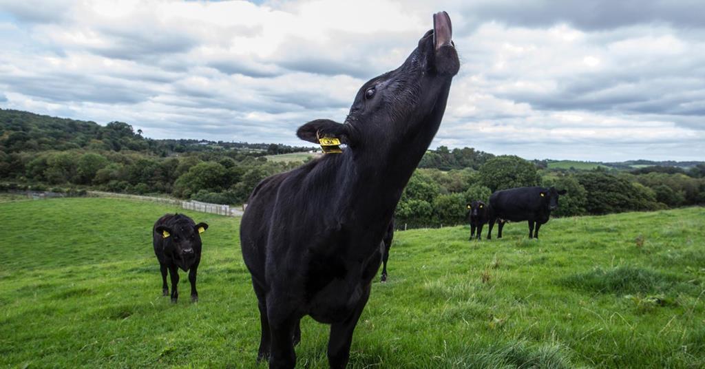 Finnebrogue and Ivy Farm partner to create labgrown wagyu beef News