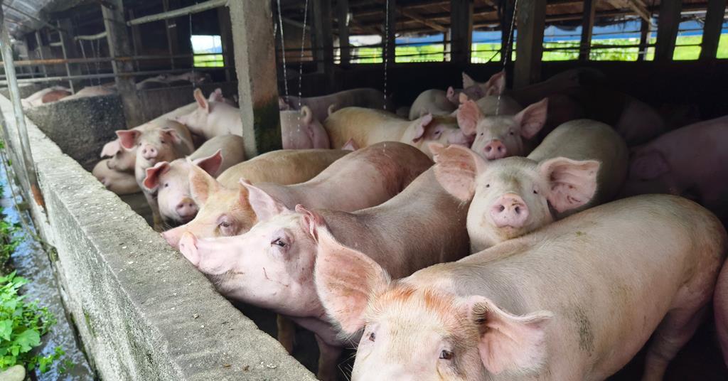 Animal welfare groups urge government to launch pig gassing consultation