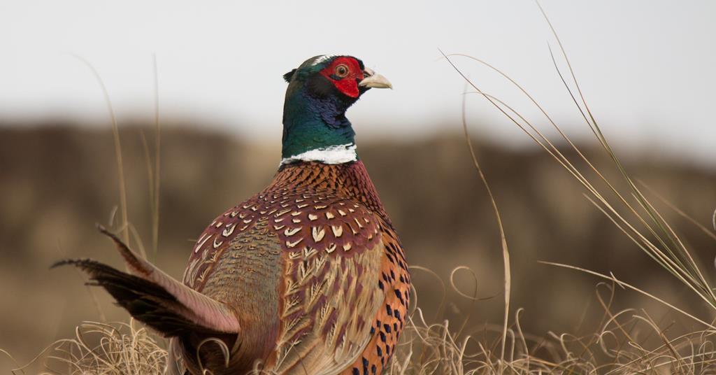 Pheasant Ransom Pheasant and partridge shortages loom amid lead ammo bans | News | The ...
