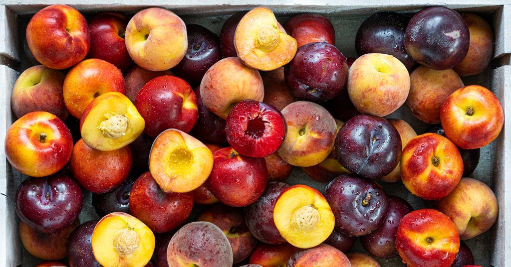 South African stone fruits experience doubledigit export volume boom