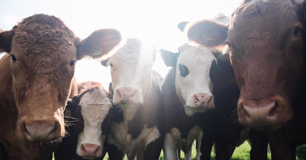 Food industry in urgent talks with government over looming vet crisis
