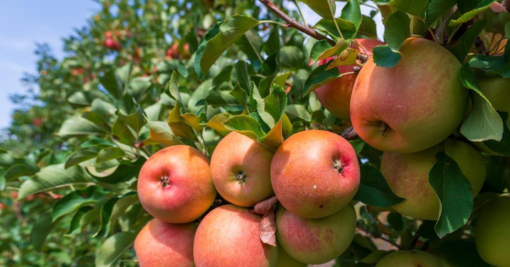 Camra leads calls to hike minimum juice content requirement for cider and perry