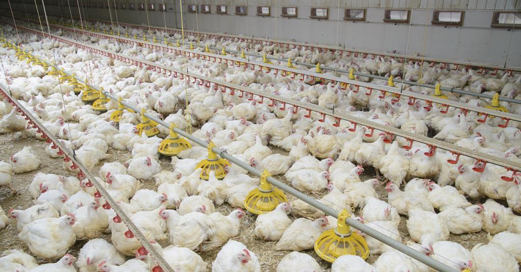 Intensive chicken meat production ‘more wasteful’, RSPCA study finds ...