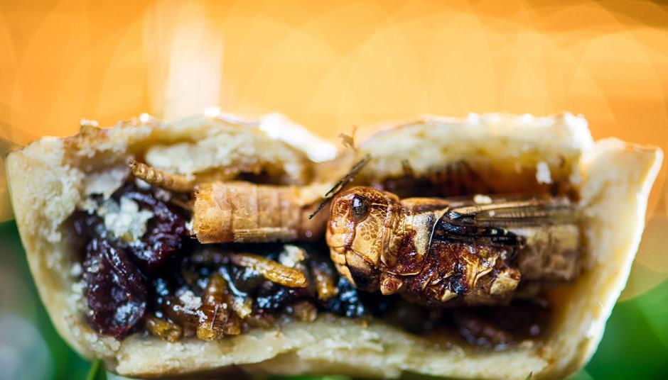 Bug off: insects are infesting our mince pies now | Comment & Opinion ...