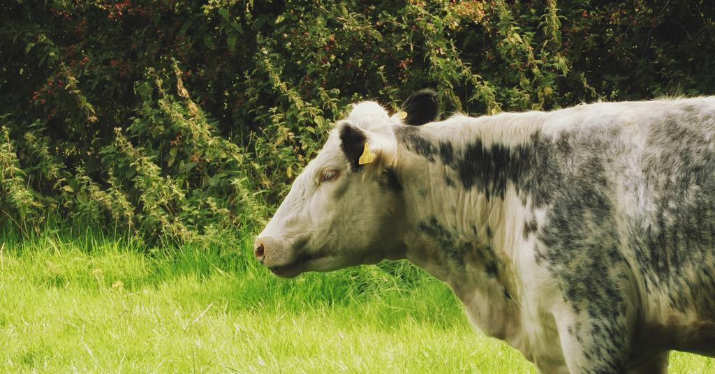 The Net Zero Strategy's meat and dairy omissions could turn out to be irrelevant | Comment & Opinion | The Grocer The Net Zero Strategy's meat and dairy omissions could turn out to be irrelevant | Comment & Opinion | The Grocer