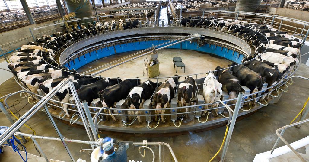 How disastrous is the coronavirus crisis for dairy farmers and ...
