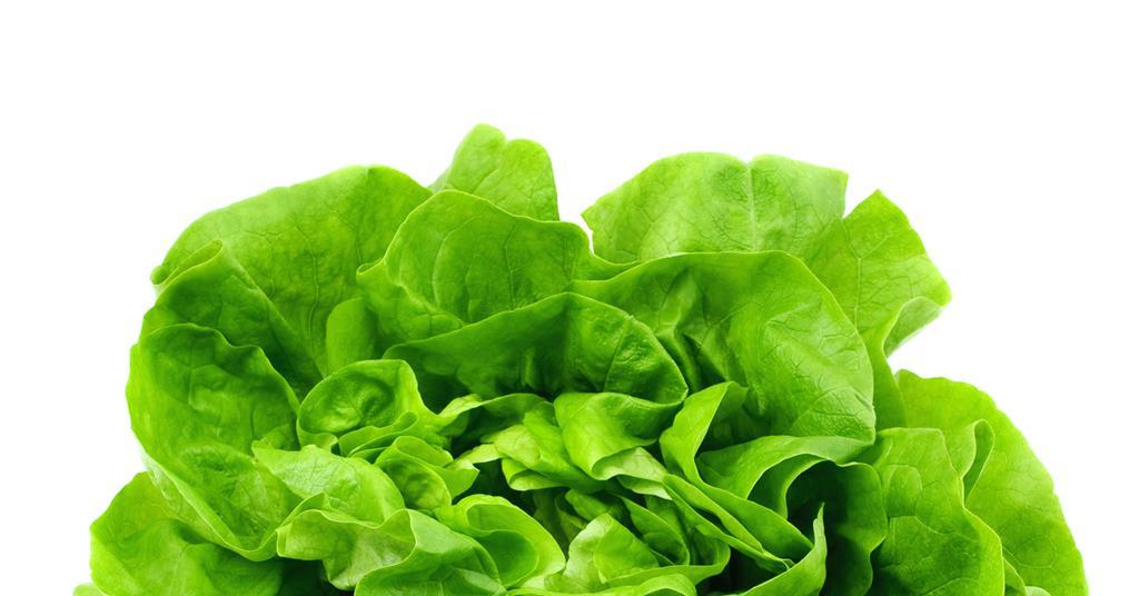 Lettuce prices up due to colder than normal weather News The Grocer