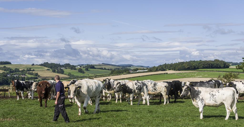 Aldi launches British beef scheme with ABP to support farmers