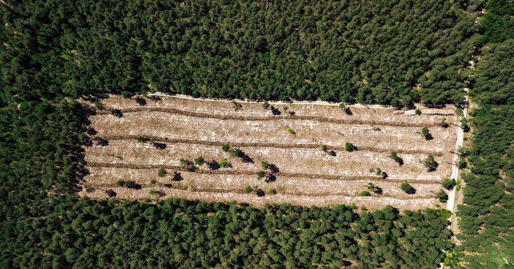 Taking serious action on deforestation will be vital to achieving net zero - Vimarsana News