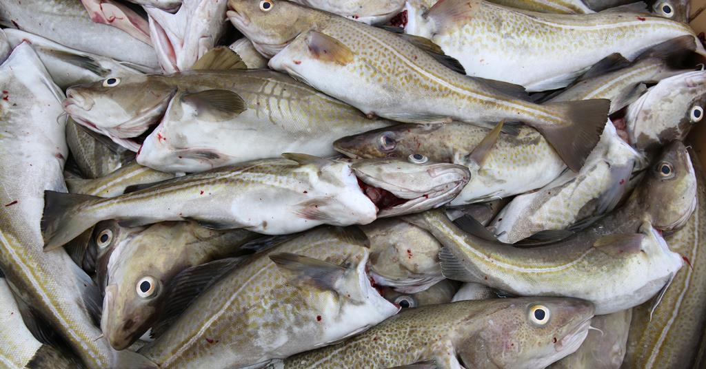 Cod stock collapse fears trigger 'do not catch' advice | The Grocer