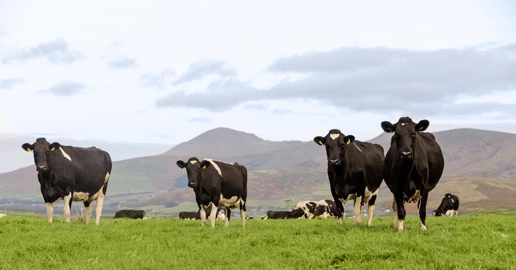 Innovation and tradition: two unlikely companions driving excellence in Irish dairy production - Vimarsana News