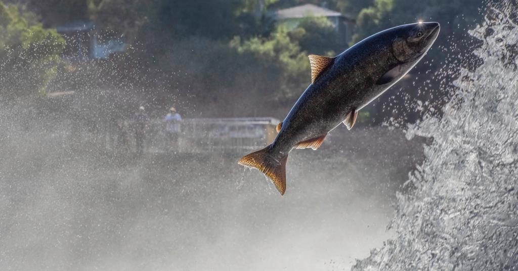 Jumping to it? Trends in fish 2025 | Category Report | The Grocer