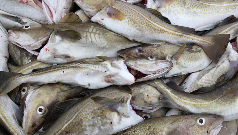 Demersal fish discard ban to be extended in North Sea | News | The Grocer