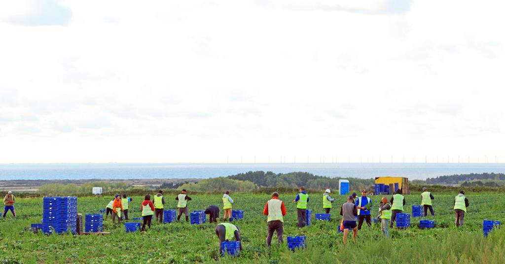 Fruitful Jobs seasonal worker licence is reinstated News The Grocer