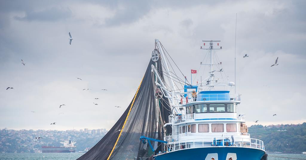 No sustainable choice for UK cod, warns Marine Conservation Society