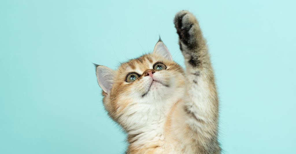 Applaws cancels Fold Hill production until cat deaths cause known