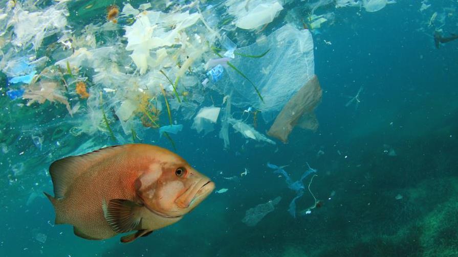 Five plastic pollution projects that won a cash injection from Waitrose - Vimarsana News