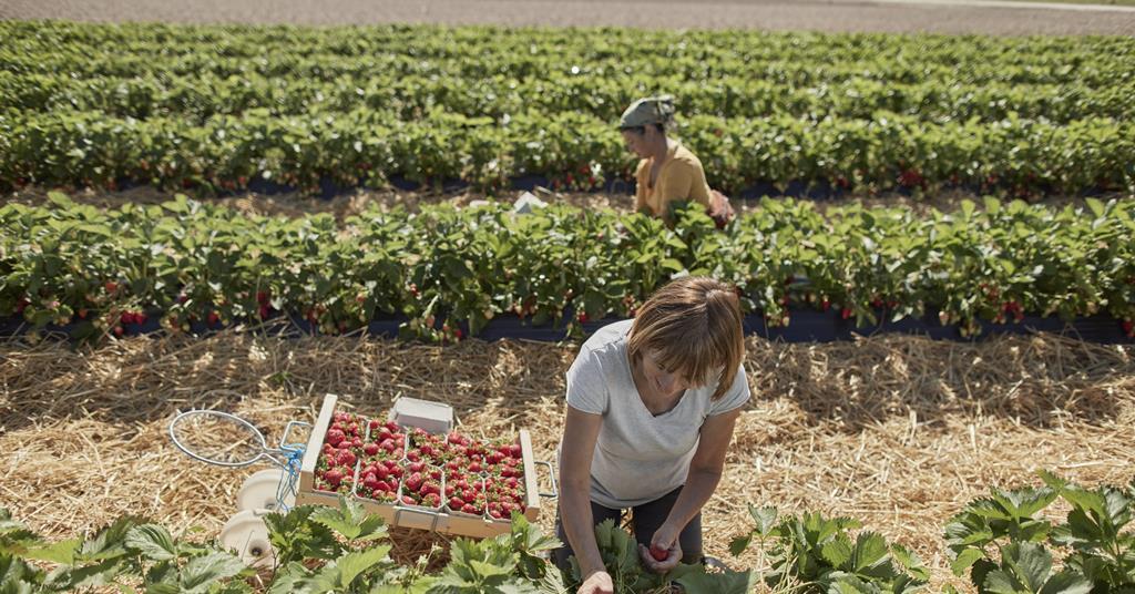 Seasonal Worker Scheme is still ‘high risk’ for workers