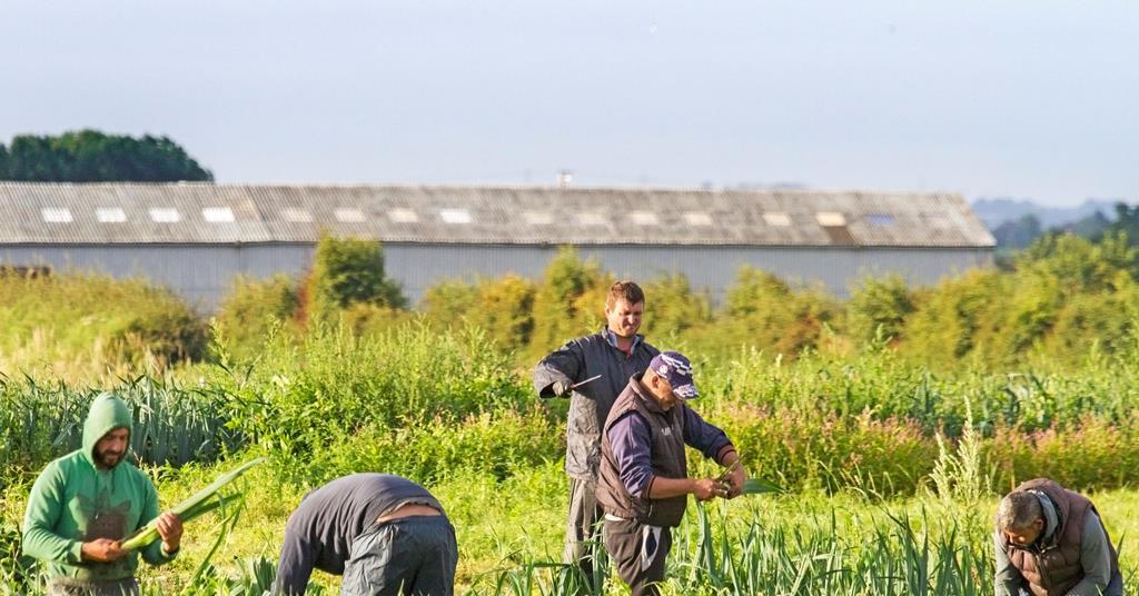 Former seasonal workers tell Lords committee of ‘appalling’ conditions ...