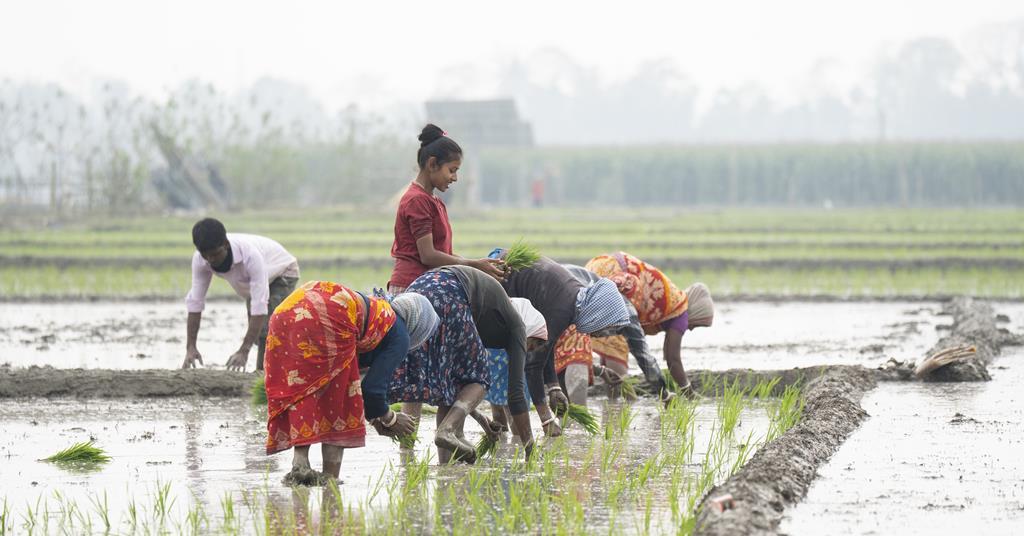 El Niño is exposing the flaw at the heart of the rice market