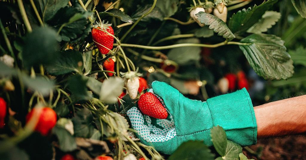 Seasonal labour shortages leaving crops unpicked, growing industry ...
