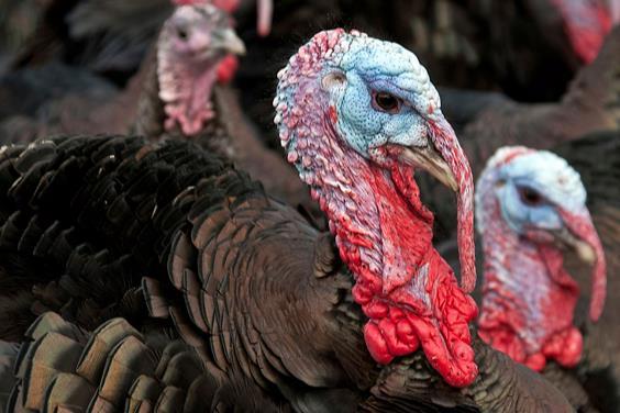 Future of UK free-range turkey production at risk, MPs hear | News | The  Grocer
