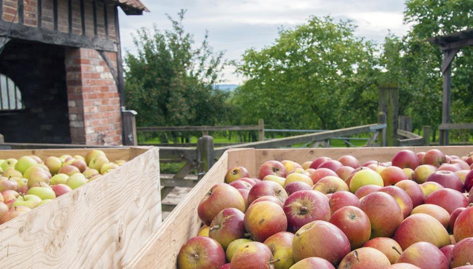 Gala and Braeburn set to aid continued apple yield boom News The Grocer